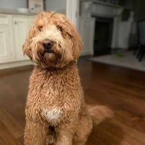 Meet your Posher, Jack